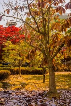 Broad leaf tree in autumn Foto stock
