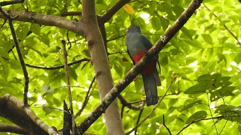 Broad leaf tree with sun above and exotic bird perched Stock Footage 123625648