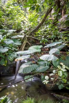 Broad leafed foliage Stock-Fotos