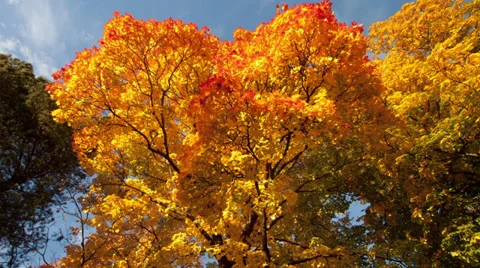 Broad-leafed trees against pale blue autumn sky Stock Footage 31553903