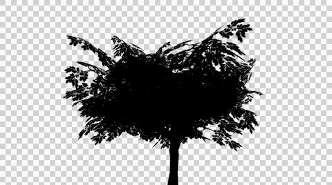Broad leafy deciduous tree silhouette isolated on transparent background Illustration