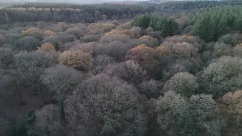 Broad-leaved and conifer forestry, Forest of Dean, Gloucestershire. UK Stock Footage 322059076