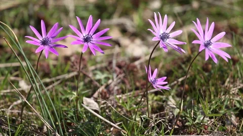 Broad-leaved anemone Stock Footage 148554595