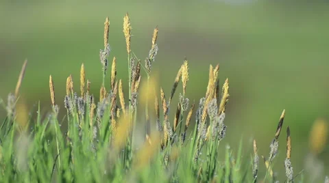 Broad-leaved cottongrass in a field Stock Footage 49687567
