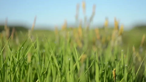 Broad-leaved cottongrass in a field Stock Footage 49687650
