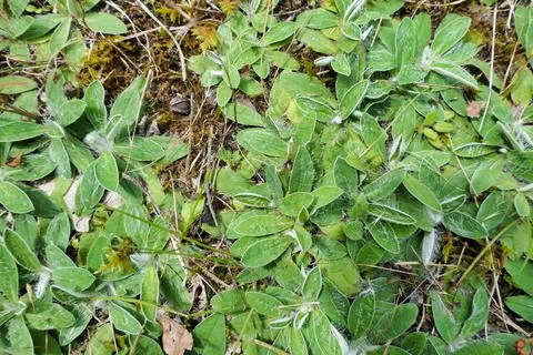 Broad Leaved Cudweed. Stock Photos
