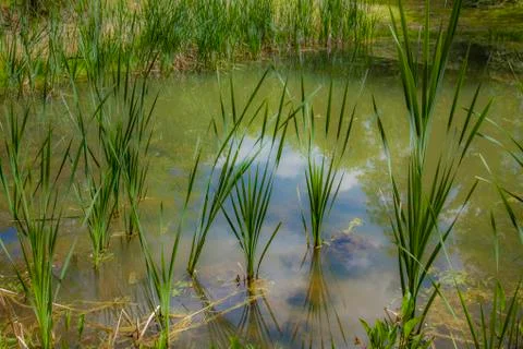 Broad-leaved rush Stock Photos