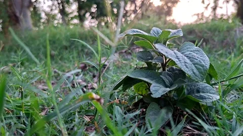 Broad Leaved Shrub Growing Within Dense Lawn Vídeo Stock 337149150