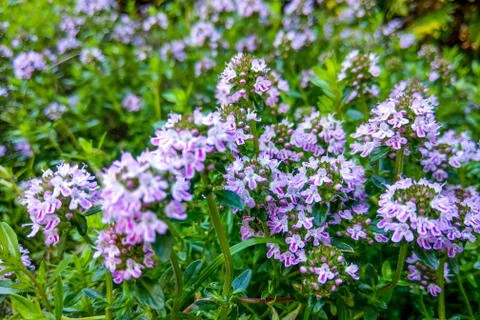 Broad-leaved thyme, lemon thyme. Thymus pulegioides. Nature Stock Photos