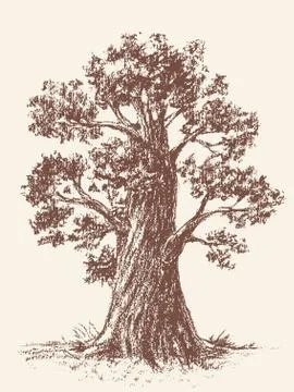 Broad-leaved tree Stock Illustration