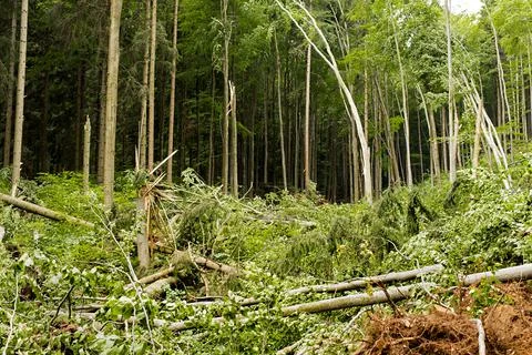 Broad-leaved trees after wind storm strike. Forest blowdown. Windfall in spri Stock Photos