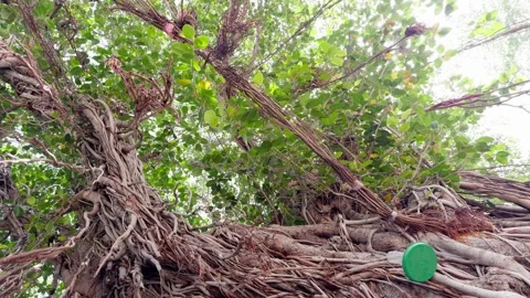Broad leaves branch outward from a massive stem Stock-Footage 313279601
