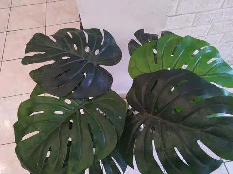 Broad Leaves Stock Photos