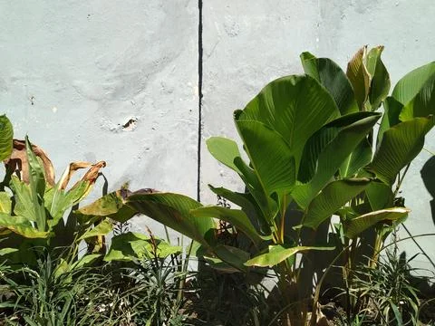Broad Leaves Stock Photos