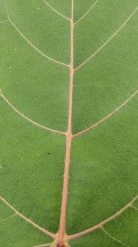 Broad leaves with a stripe pattern Photos