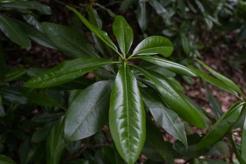 The broad leaves of a tree growing in a dense forest Stock Photos