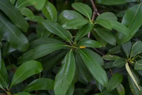 The broad leaves of a tree growing in a dense forest Stock Photos