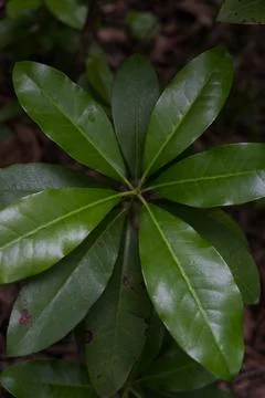 The broad leaves of a tree growing in a dense forest Stock Photos