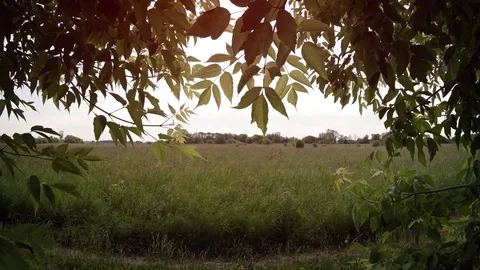 Broad Meadow from Behind the Trees, with Sound. Video 4k Video stock 72116840