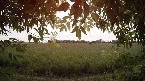 Broad Meadow from Behind the Trees, with Sound. Video 1080p Stock Footage 74999523
