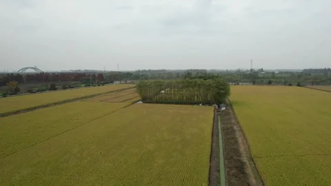 Broad Rice Fields Across Rural Plain in Anhui, China Stock Footage 344037668