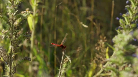 Broad scarlet darter perches on stalk of broken Viper's Bugloss Stock Footage 340922035