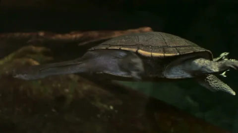 Broad-Shelled Snake-Neck Turtle Stock Footage 45936110