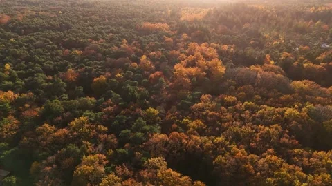 Broad Shot Capturing Warm Sunlight Shining Through Dense Autumn Leaves In Vivid Video stock 328050292