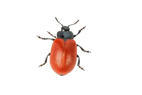 Broad-shouldered leaf beetle Chrysomela populi on a white background 스톡 사진