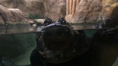 Broad-Snouted Caiman Stock Footage 98421659
