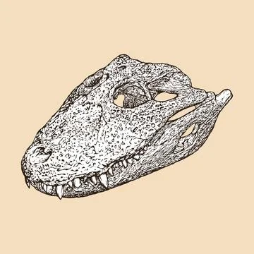 Broad snouted caiman skull head vector illustration Stock Illustration