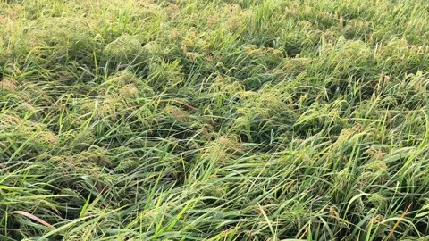 Broad Spread Of Rice Field Stock Footage 347963098