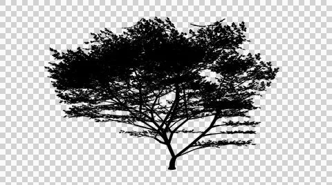 Broad spreading canopy tree silhouette with intricate branching isolated on.. 스톡 일러스트