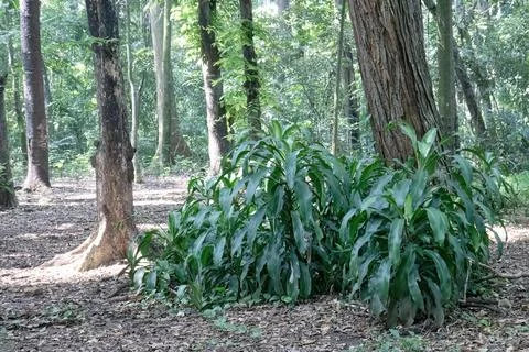 Broad Strap Leaf Clump Around a Trunk in Open Forest Stock Photos