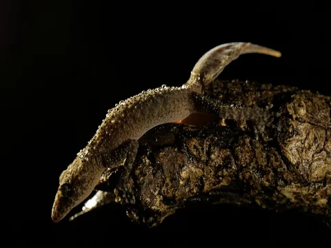 Broad-tailed Gecko lizard reptile Stock Footage 74159119