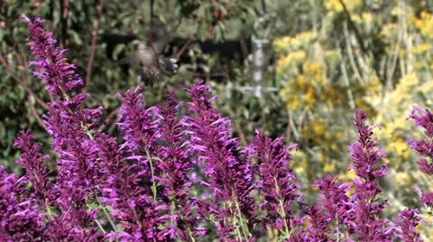 Broad-tailed Hummingbird ducks attackers while feeding on Hyssop flowers 스톡 동영상 22419448