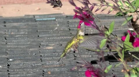 Broad-tailed Hummingbird feeds while hovering just barely above "welcome mat" 스톡 동영상 22325065