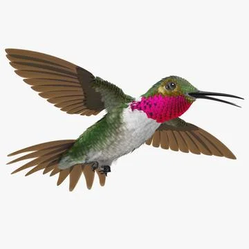 3D Model: Broad Tailed Hummingbird Flying Pose #90894671