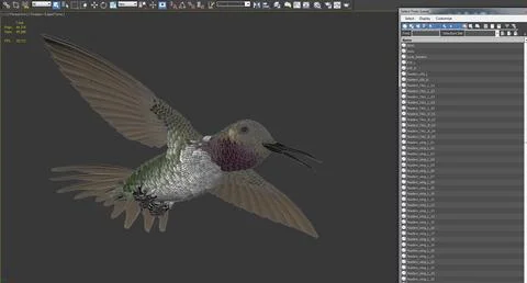 3D Model: Broad Tailed Hummingbird Flying Pose #90894671