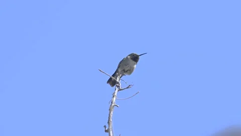 Broad-tailed Hummingbird perched on a tree branch Stock Footage 154614738