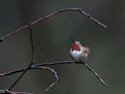 Broad tailed hummingbird perched on a tree in the rain Stock Photos