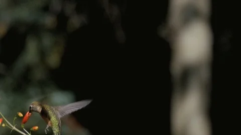 Broad-tailed Hummingbird Wind Dancer 스톡 동영상 94981755