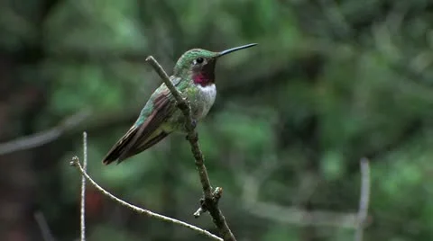 Broad-tailed male version of "Nervous Ned" tracks rivals, attacks 스톡 동영상 22335590