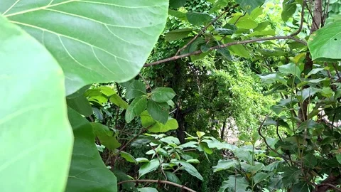 Broad Teak Foliage Displaying Large Green Leaves Stockbeeldmateriaal 341314753