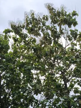 Broad Tropical Tree Canopy with Branches Against Bright Sky Stock Photos