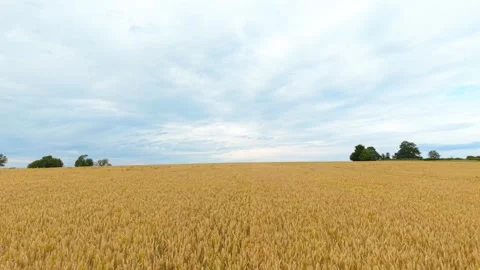 Broad wheat farmland beneath dramatic blue and gray cloud cover. Uniform grain Stock Footage 339344914