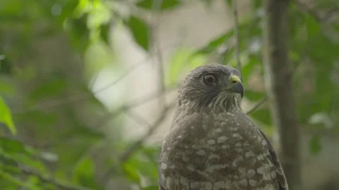 Broad wing hawk close up Stock Footage 264978109