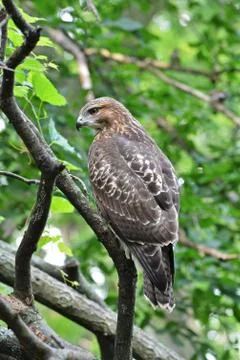 Broad wing Hawk perched in a tree Buteo platypterus Stock Photos