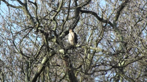 Broad winged Hawk cleaning itself on branch in tree and flys away Stock Footage 46343274