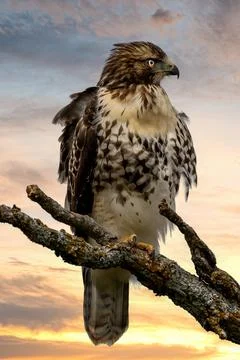 Broad-winged hawk on dead tree with dramatic sky 写真素材
